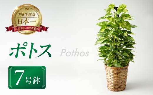 ポトス 7号鉢 観葉植物 植物 7号鉢 人気 おしゃれ かわいい お手入れ 室内 大鉢 中型 インテリア リビング 玄関 寝室 キッチン オフィス プレゼント ギフト 新居 入居 インテリアグリーン グリーン 緑 植物 2277980 - 愛知県田原市