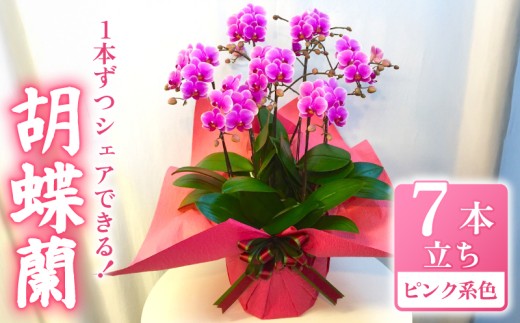お取り分けできる胡蝶蘭 ミディー胡蝶蘭 ピンク系 8号 7本立ち ラッピング付き 寄せ植え 花 お花 flower 植物 シェアオーキッド 家庭用 鑑賞 インテリア 贈答 記念日 ギフト プレゼント お祝い 祝い 誕生日 還暦 米寿 お歳暮 お中元 贈り物 送料無料 ふるさと納税 千葉県 旭市 椎名洋ラン園 sye017