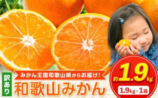 みかん 人気ランキング ランクイン みかん王国和歌山よりお届け! 訳ありみかん サイズ不選別 選べる内容量 お試し!約1.9kg[先行予約] [2025年11月中旬-1月中旬頃出荷(土日祝除く)]たっぷり ご家庭用 2L〜2S 産地直送 みかん 旬 蜜柑 ミカン 柑橘 果物 フルーツ 和歌山県 紀の川市 お試し