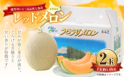 レッドメロン 2玉 (1玉 約1.6kg) [2026年7月上旬〜7月下旬迄順次発送予定] 果物 フルーツ メロン めろん 赤肉 赤肉メロン 贈答 北海道 浦臼町
