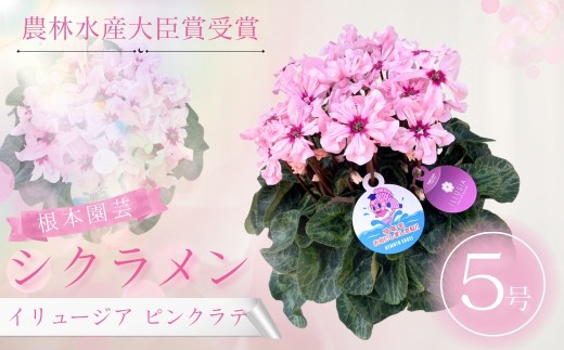【先行予約】シクラメン イリュージア ピンクラテ 5号鉢 | 花 お花 ガーデンシクラメン ピンク 5号 花ギフト フラワーギフト 鉢花 鉢植え ギフト プレゼント 贈答 農林水産大臣賞受賞 根本園芸