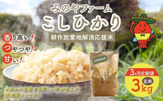 【3ヶ月定期便】令和7年産 新米 こしひかり 3ｋｇ（玄米） みのやファームの耕作放棄地解消応援米  【 コシヒカリ こしひかり おいしいお米 玄米 自然栽培 贈り物 ギフト 千葉県 御宿町 人気 おすすめ ランキング 】 ONJF011