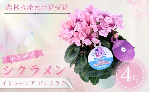 [先行予約]シクラメン イリュージア ピンクラテ 4号鉢 | 花 お花 ガーデンシクラメン ピンク 4号 花ギフト フラワーギフト 鉢花 鉢植え ギフト プレゼント 贈答 農林水産大臣賞受賞 根本園芸