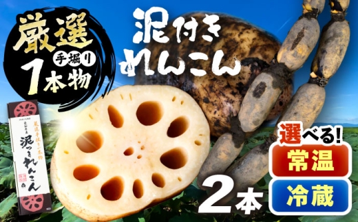 厳選 泥付きれんこん 2本 手掘り1本物 （常温） 野菜 レンコン 愛西市 / JAあいち海部れんこんセンター 【配送不可地域：北海道・沖縄・離島】 [AEDK005]