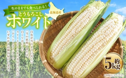 とうもろこし ホワイト 約5kg [2026年8月上旬〜2026年8月下旬発送予定] 野菜 とうもろこし コーン ホワイト 白 高糖度 甘い 北海道 浦臼町
