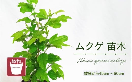 【先行予約】ムクゲ苗木 (鉢物) 鉢底から45cm～60cm 【2025年10月上旬以降順次発送予定】【むくげ お花 花 はな フラワー 苗 植物 父の日 母の日 家庭菜園 花壇 プランター ガーデニング観葉植物 園芸 鉢物 】 [m47-a019]