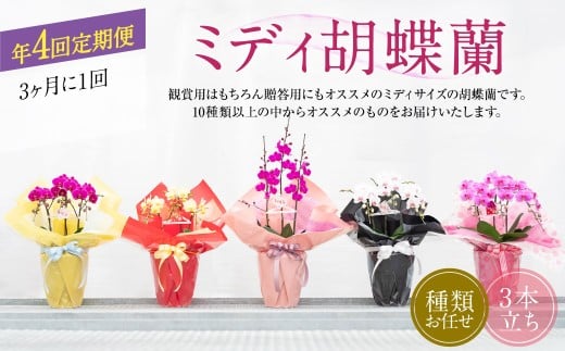 【年4回定期便】ミディ 胡蝶蘭 3本立ち 花 お花 植物 蘭 洋蘭 ラン インテリア  アレンジ アレンジメント 鑑賞 観賞用 贈答用