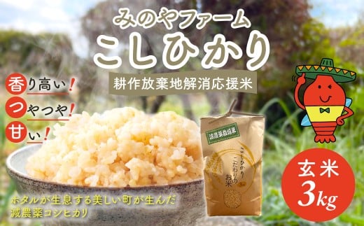 令和7年産新米 こしひかり 3ｋｇ（玄米）　みのやファームの耕作放棄地解消応援米 【 コシヒカリ こしひかり おいしいお米 玄米 自然栽培 贈り物 ギフト 千葉県 御宿町 人気 おすすめ ランキング 】 ONJF005