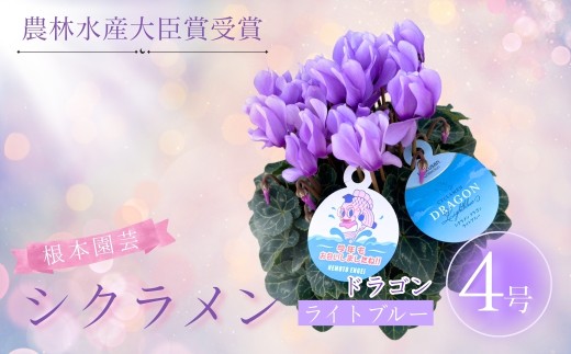 [先行予約]シクラメン ドラゴン ライトブルー 4号鉢 | 花 お花 ガーデンシクラメン ブルー 青 4号 花ギフト フラワーギフト 鉢花 鉢植え ギフト プレゼント 贈答 農林水産大臣賞受賞 根本園芸
