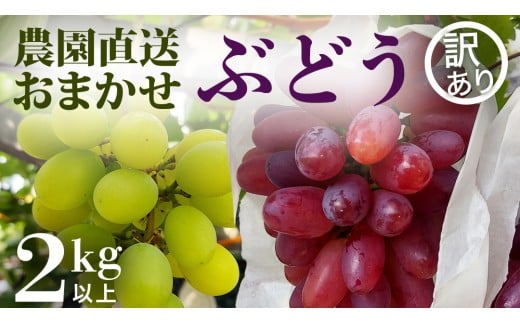 【 訳あり 】 ご家庭用 朝採れ ぶどう （品種おまかせ） 計 2kg 以上 葡萄 ぶどう ブドウ 農園直送 果物 フルーツ デザート 食べ比べ 秋 茨城県 期間限定 季節限定