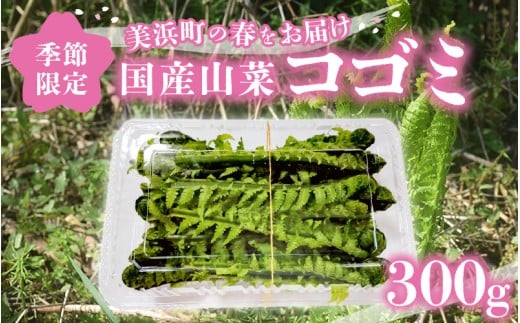 【先行予約】【季節限定】国産山菜 コゴミ 美浜町の春をお届け【2026年4月上旬以降順次発送予定】【こごみ  山菜 クサソテツ 旬 旬菜】 [m47-a020]