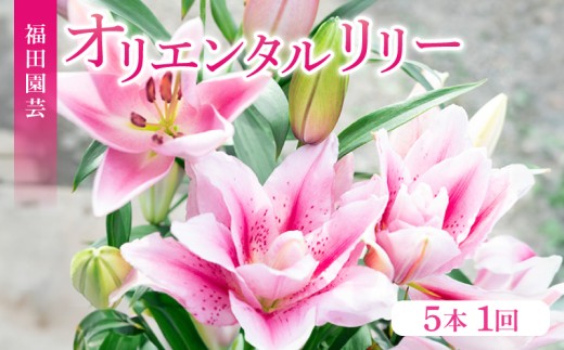 ユリ（オリエンタルリリー）5本セット 2301288 - 高知県安芸市