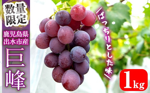i1069 ≪数量・期間限定≫巨峰 (計約1kg)  ぶどう 果物 くだもの 巨峰 葡萄 旬 歯ごたえ 冷蔵 フルーツ 鹿児島県産 出水市 【山門ぶどう園】