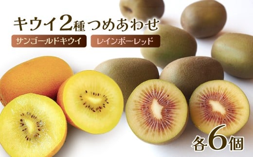 【先行予約】 西条市産キウイ２種詰め合わせ 【レインボーレッド＆サンゴールドキウイ】 各6個セット  ※2025年12月発送 ｜ キウイ フルーツ 果物 レインボー レッド キウイ サンゴールド キウイ 季節のフルーツ 旬 愛媛県 西条市
