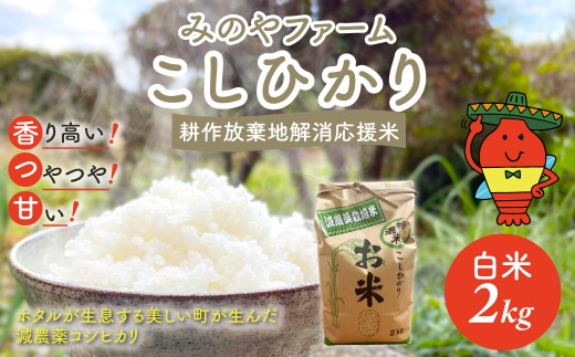 令和7年産新米 こしひかり 2ｋｇ（白米） みのやファーム 耕作放棄地解消応援米  【 コシヒカリ こしひかり おいしい お米 米 こめ 自然栽培 贈り物 ギフト 千葉県 御宿町 人気 おすすめ ランキング 】 ONJF001