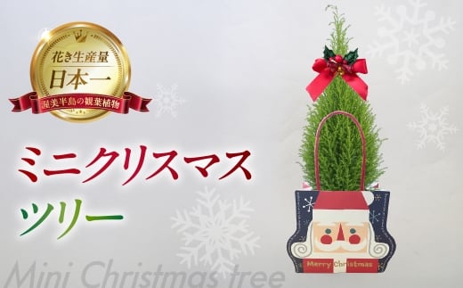 ミニクリスマスツリー 観葉植物 植物 3号鉢 ツリー 人気 おしゃれ かわいい お手入れ 室内 大鉢 中型 インテリア リビング 玄関 寝室 キッチン オフィス プレゼント ギフト 冬 クリスマス フラワーギフト 2277985 - 愛知県田原市
