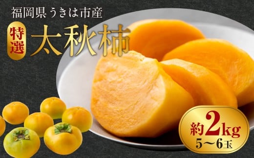【先行予約】 西見柿農園 特選太秋柿 5玉から6玉 （約2kg） 【2025年11月上旬から12月中旬 出荷予定】 完熟柿 柿 かき カキ 太秋 たいしゅう 完全甘柿 果物 くだもの フルーツ 果実 ジューシー 樹上完熟 お取り寄せ 福岡県 うきは市 817538 - 福岡県うきは市