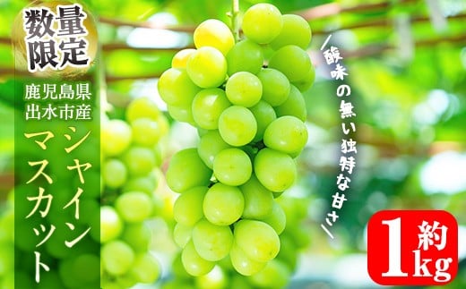 i1014 ≪数量・期間限定≫シャインマスカット(計約1.5kg) 国産 鹿児島 出水市 ぶどう ブドウ 果物 くだもの フルーツ シャインマスカット 葡萄 旬 種なし 旬 歯ごたえ 冷蔵 【山門ぶどう園】