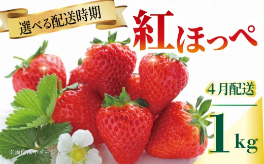 いちご 紅ほっぺ 苺 約1kg 果物 フルーツ くだもの イチゴ ジューシー 果汁 果実 ケーキ ジュース ゼリー アイス ジャム デザート スイーツ ふるさと納税いちご ふるさと納税フルーツ 国産 香川県 丸亀市 発送期間：4月