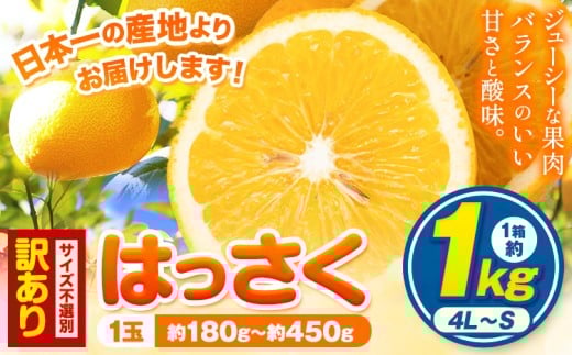 訳あり/ご家庭用 紀の川市産 はっさく お試し! 約1kg (4L~Sサイズ サイズ不選別) 早生･晩生指定不可[2月上旬-3月中旬に出荷予定(土日祝除く)]和歌山県 紀の川市 産地直送 みかん 八朔 柑橘 果物 フルーツ ご家庭用 ビタミンC