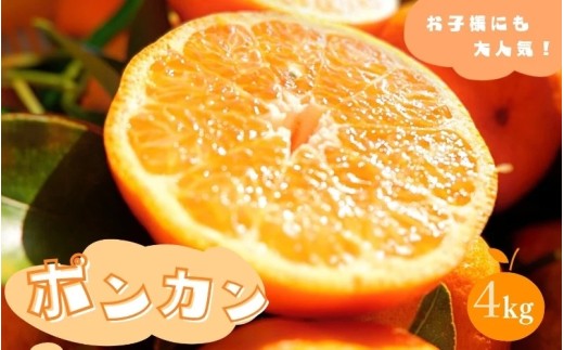 ポンカン 4kg 【秀品】 サイズ混合 ※2026年1月より順次発送 / みかん ミカン 蜜柑 ポンカン 和歌山 田辺市 紀州 くだもの 柑橘 フルーツ 【aoi004-2】