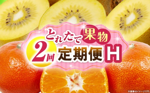 とれたて果物 2回定期便H 果物 フルーツ 果物定期便 フルーツ定期便 定期便 キウイみかん 濃厚 旬の果物 定期 人気 おすすめ 贈答 贈り物 青果物 糖度 香川県 _mk165-t058 2246241 - 香川県三木町