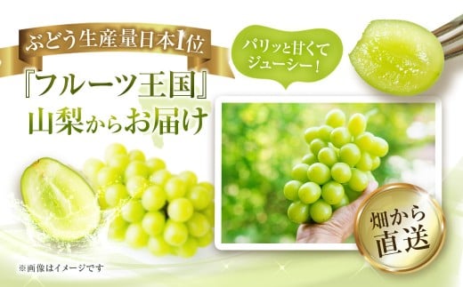 【2025年発送】 ぶどう 山梨県産 シャインマスカット 約1.8kg
