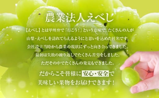 【2025年発送】ぶどう 山梨県産 シャインマスカット500g以上（1房）
