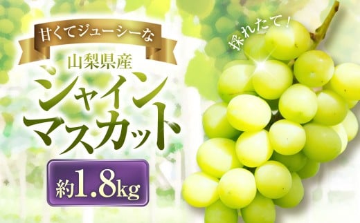 【2025年発送】 ぶどう 山梨県産 シャインマスカット 約1.8kg