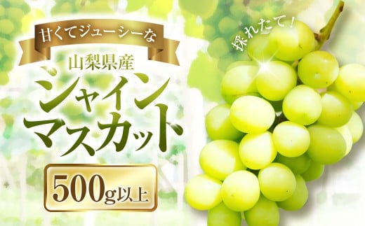 【2025年発送】ぶどう 山梨県産 シャインマスカット500g以上（1房）