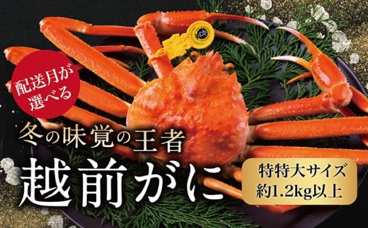 【2026年3月発送・指定日着可】越前がに（オス）「ずわいがに」特特大サイズ（1.2kg以上）  1杯