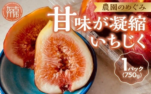期間限定【農園のめぐみ】甘味が凝縮いちじく750g×1《 数量限定 限定 果物 くだもの フルーツ いちじく 無花果 送料無料 》【2500C08201】