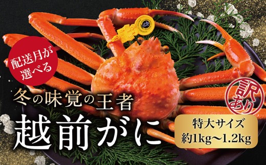 【2026年1月発送・月指定可】越前がに（オス）「ずわいがに」特大（1.0-1.2kg） 訳あり 1杯 474527 - 福井県越前市