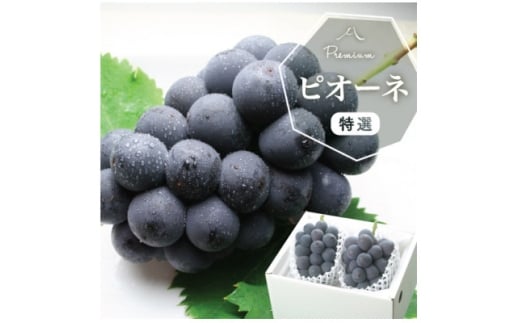 ＜2026年発送分先行受付＞山梨産 ピオーネ(種なし) 2房 約1kg 化粧箱入り 産地直送でお届け【1021829】 338258 - 山梨県山梨市