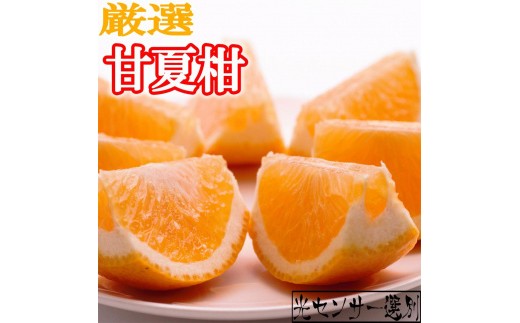 ［先行予約］厳選 甘夏柑10kg+250g（傷み補償分）［初夏のみかん・旬の果物］［有田産］［光センサー食べ頃出荷］［IKE73］ 569424 - 和歌山県九度山町