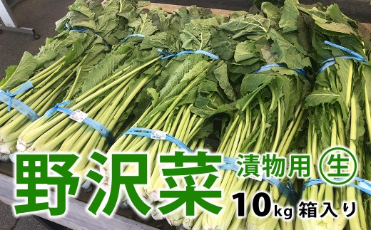 信州松本市産 漬物用「生の野沢菜」10kg｜ふるさと納税 長野県 松本市 野沢菜 野菜 漬物 信州 信州名物 野沢菜漬け 2318617 - 長野県松本市