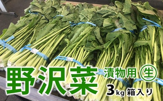信州松本市産 漬物用「生の野沢菜」3kg｜ふるさと納税 長野県 松本市 野沢菜 野菜 漬物 信州 信州名物 野沢菜漬け のざわな 2318615 - 長野県松本市