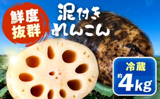 泥付きれんこん 約4kg (冷蔵) 野菜 レンコン 愛西市 / JAあいち海部れんこんセンター 【配送不可地域：北海道・沖縄・離島】 [AEDK004]