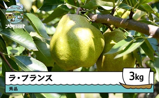 洋梨 ラ・フランス 約3kg 2025年産 令和7年産 果物 フルーツ 山形県 ry-laxxx3000 2202221 - 山形県大石田町