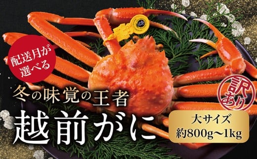 【2026年3月発送・月指定可】越前がに（オス）「ずわいがに」大サイズ（800g-1kg） 訳あり 1杯