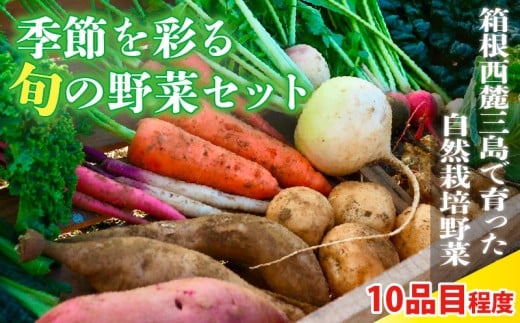 季節を彩る旬の野菜セット (農薬・化学肥料不使用) 野菜 やさい サラダ 旬のおまかせ 季節 詰合せ 新鮮 産地直送 ふるさと納税 静岡県 三島市