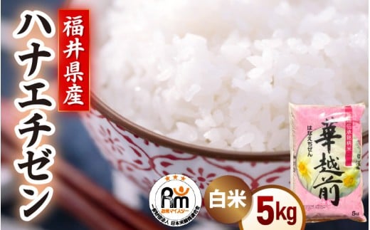 【新米】令和7年産 米 5kg 精米 ハナエチゼン 福井県越前町産《14日以内に出荷予定》【白米 5キロ 華越前 はなえちぜん  お米 ごはん 人気品種 こしひかり 血統品種  kome】 [e66-a007]