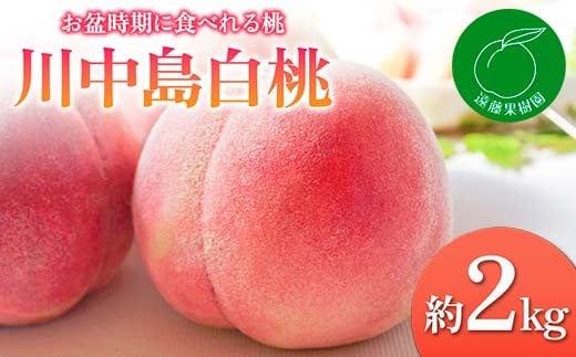【2026年出荷分先行予約】福島県産 川中島白桃 約2kg (5～9玉) 遠藤果樹園 白桃 大玉 伊達の桃 桃 フルーツ 果物 もも モモ momo F20C-831