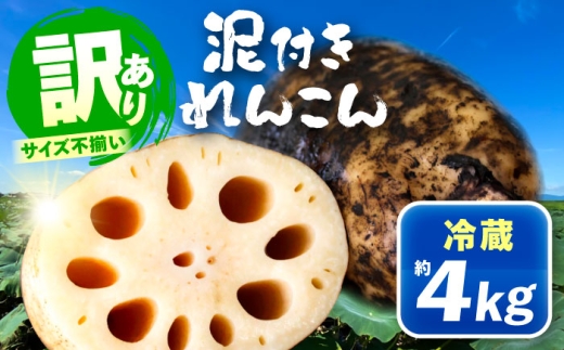 訳あり 泥付きれんこん 4kg (冷蔵) 野菜 レンコン 愛西市 / JAあいち海部れんこんセンター [配送不可地域:北海道・沖縄・離島] [AEDK002]