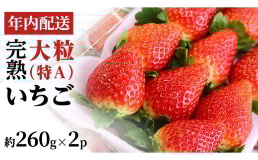 【12/17までの申込で年内にお届け！】 完熟いちご 約260g×2パック 品種おまかせ 年内お届け 国産 いちご イチゴ 苺 [BC089sa]