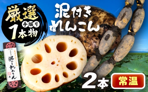 厳選 泥付きれんこん 2本 手掘り1本物 （常温） 野菜 レンコン 愛西市 / JAあいち海部れんこんセンター 【配送不可地域：北海道・沖縄・離島】 [AEDK005]