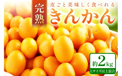 完熟きんかん/金柑 約2kg 和歌山産≪先行予約2026年2月頃より順次発送分≫