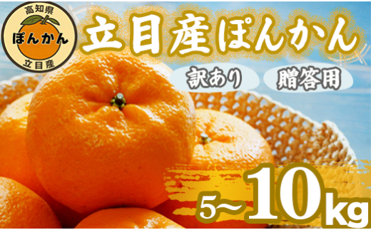 【 早期予約受付開始 】 立目産 ポンカン 10 kg 贈答用 2026年1月 下旬より順次発送 2026年 収穫分 家庭用 みかん 高知 須崎 KHN004 2246597 - 高知県須崎市