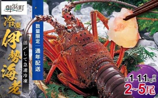 文恵丸水産の熊野灘産活〆急速冷凍伊勢海老　竹2～5尾 約1～1.1kg前後【要日時指定配達 急速冷凍 魚介 伊勢海老 伊勢えび 海老 えび 三重県 御浜町 冷凍】