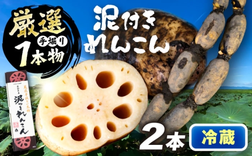 厳選 泥付きれんこん 2本 手掘り1本物 （冷蔵） 野菜 レンコン 愛西市 / JAあいち海部れんこんセンター 【配送不可地域：北海道・沖縄・離島】 [AEDK006]
